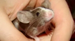 Mouse ca un animal de companie